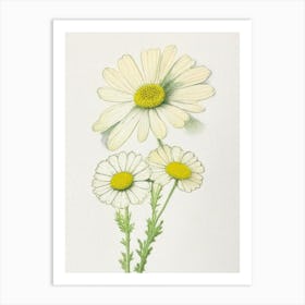 Feverfew Herb Pencil Colour Art Print