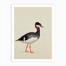 Grebe Illustration Bird Art Print