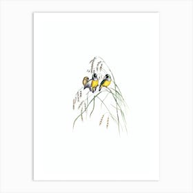 Vintage Gouldian Finch Bird Illustration on Pure White n.0128 Art Print