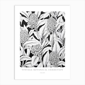 Celosia B&W Vintage Botanical Poster Art Print