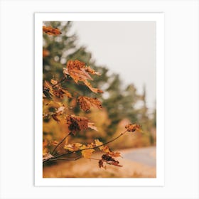 Warm Autumn Leaf Art Print