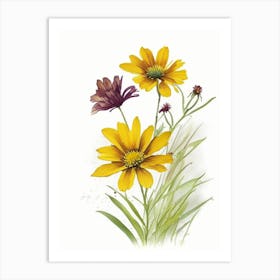Coreopsis Wildflower Watercolour Art Print