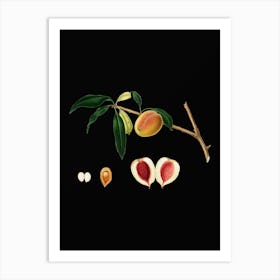 Vintage Peach Botanical Illustration on Solid Black n.0270 Art Print