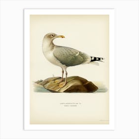 European Herring Gull, The Von Wright Brothers Art Print
