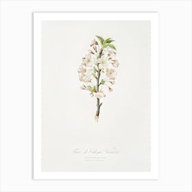 Pear Tree Flowers (Pyrus Calleryana) From Pomona Italiana (1817 1839), Giorgio Gallesio Art Print