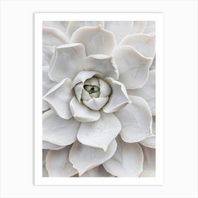 White succulent Flower close up Art Print