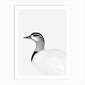 Wood Duck B&W Pencil Drawing 1 Bird Art Print