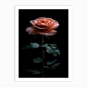 Rose On A Black Background 4 Art Print