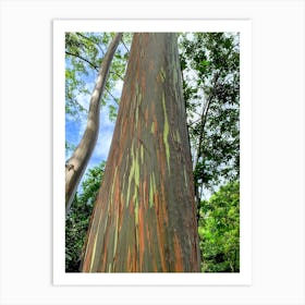 Eucalyptus Tree On The Road To Hanna (Maui Series) Art Print