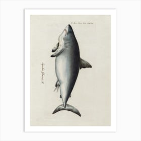 Great White Shark Art Print