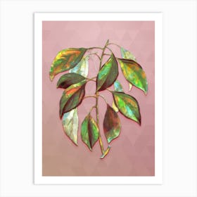 Vintage Camphor Tree Botanical Art on Crystal Rose n.0074 Art Print