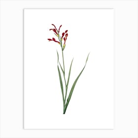 Vintage Gladiolus Cunonius Botanical Illustration on Pure White n.0013 Art Print