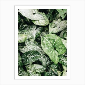 Green Leaves In The Garden Art Print