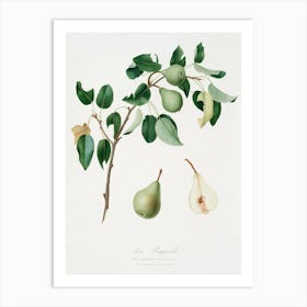 Pear (Pyrus Mendax) From Pomona Italiana (1817 1839), Giorgio Gallesio Art Print