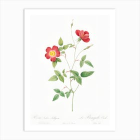 Roses 15 Art Print