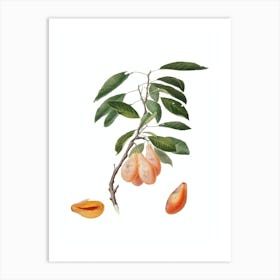 Vintage Plum Botanical Illustration on Pure White n.0456 Art Print