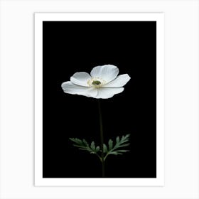 White Anemone Flower 1 Art Print