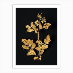 Vintage Andromeda Mariana Branch Botanical in Gold on Black Art Print