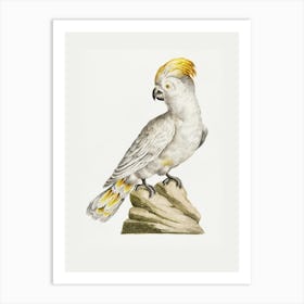 Cockatoo 10 Art Print