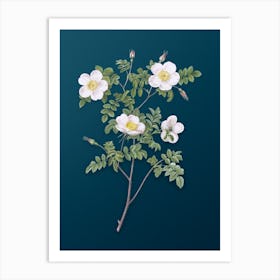 Vintage White Candolle's Rose Botanical Art on Teal Blue n.0749 Art Print