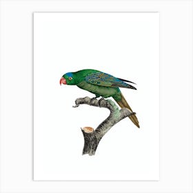 Vintage Blue Naped Parrot Bird Illustration on Pure White Art Print
