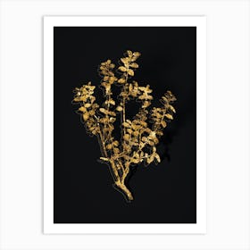 Vintage Cape Myrtle Botanical in Gold on Black n.0174 Art Print