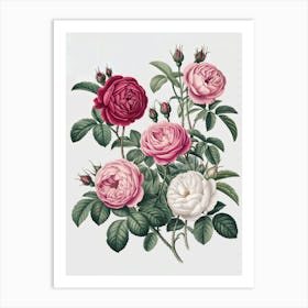 A Botanical Illustration Of Various Type Roses Art Print