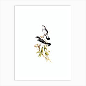 Vintage White Tailed Robin Bird Illustration on Pure White n.0013 Art Print