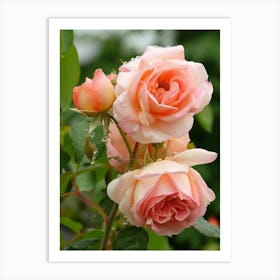 English Roses Painting Rose With Dewdrops 1 Art Print