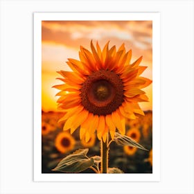 Sunflower At Sunset 1 Art Print