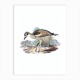 Vintage Southern Stone Plover Bird Illustration on Pure White n.0321 Art Print