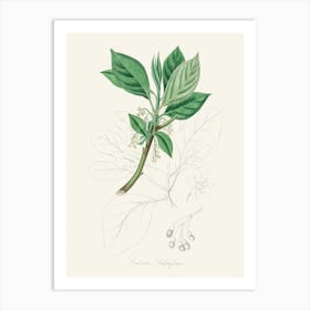 Vintage Botanical John Stephenson and James Morss Churchill Art Print_2731691 Art Print