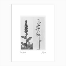 Foxglove Botanical Collage 2 Art Print