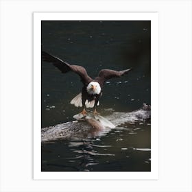 Bald Eagle Hunting Art Print