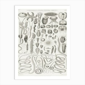 Echinodermata, Entozoa, Infusoria, Mollusca, Oliver Goldsmith Art Print