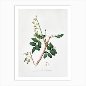 Pistachio (Pistacia Vera) From Pomona Italiana (1817 1839), Giorgio Gallesio 1 Art Print