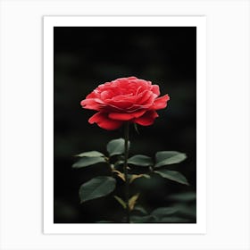 Red Rose 23 Art Print