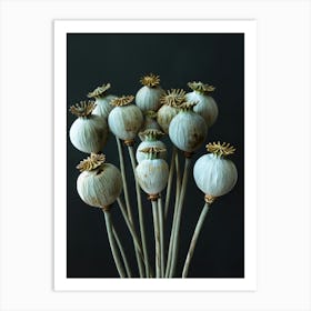 Opium Poppy 1 Art Print