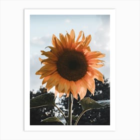 Sunflower Art Print