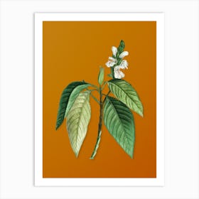 Vintage Malabar Nut Botanical on Sunset Orange n.0297 Art Print