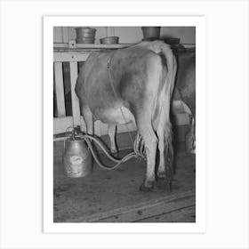 Cow Being Milked By Vacuum Milker, Dairy, Tom Green County, Texas By Russell Lee Art Print