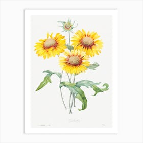 Blanket Flower, Pierre Joseph Redouté Art Print