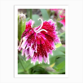 Dianthus - Sweet William - Photography Art Print