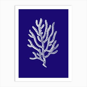 Coral On Blue Background 1 Art Print