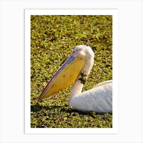 Pelican Art Print