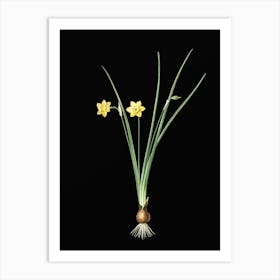 Vintage Daffodil Botanical Illustration on Solid Black n.0375 Art Print