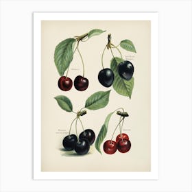 Vintage Illustration Of Cherry, John Wright Art Print