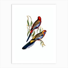 Vintage Adelaide Parakeet Bird Illustration on Pure White n.0225 Art Print