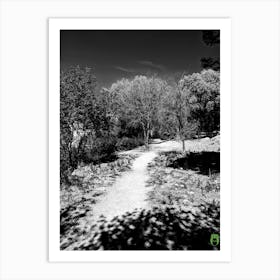 Black And White Forest 2023032914454rt1pub Art Print