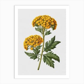 Chamomile 3 Art Print